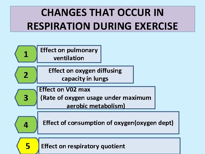 CHANGES THAT OCCUR IN RESPIRATION DURING EXERCISE 1 2 3 Effect on pulmonary ventilation