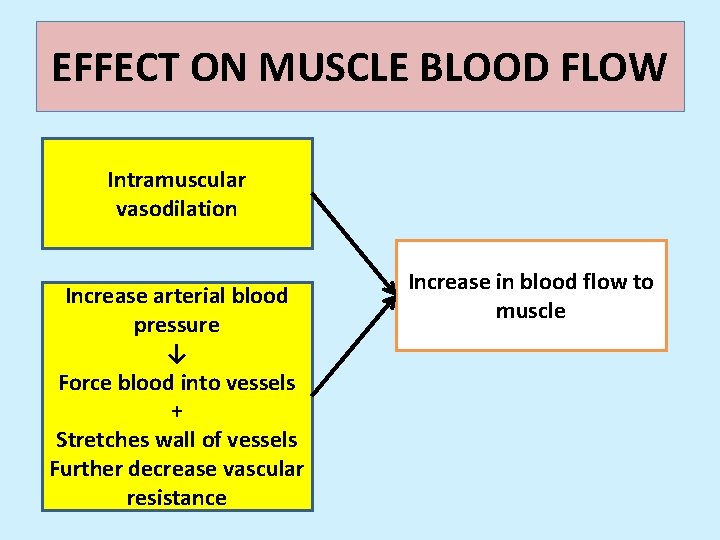 EFFECT ON MUSCLE BLOOD FLOW Intramuscular vasodilation Increase arterial blood pressure ↓ Force blood