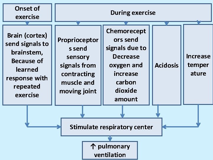 Onset of exercise Brain (cortex) send signals to brainstem, Because of learned response with