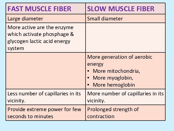 FAST MUSCLE FIBER SLOW MUSCLE FIBER Large diameter Small diameter More active are the