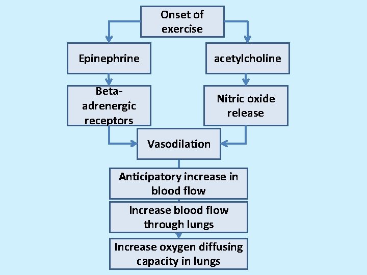 Onset of exercise Epinephrine acetylcholine Betaadrenergic receptors Nitric oxide release Vasodilation Anticipatory increase in