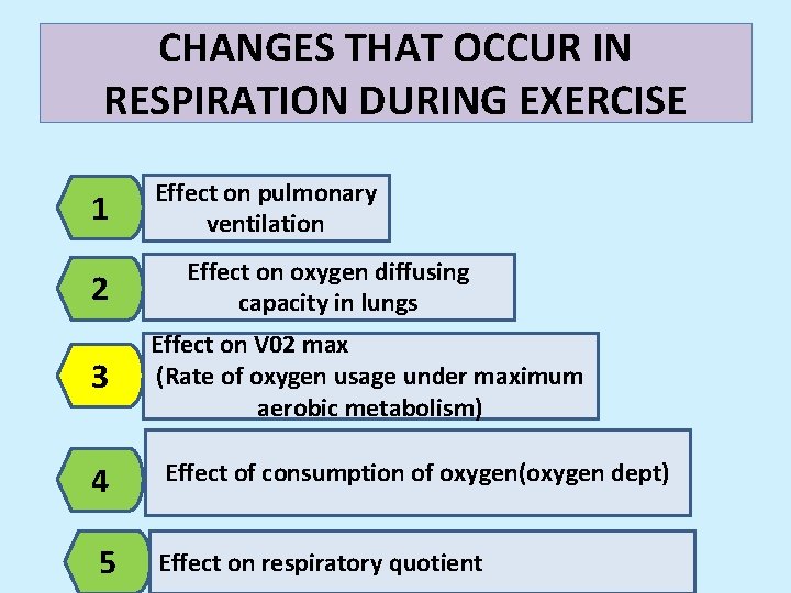 CHANGES THAT OCCUR IN RESPIRATION DURING EXERCISE 1 2 3 Effect on pulmonary ventilation