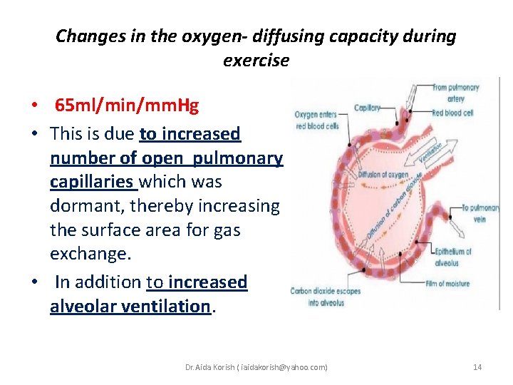Changes in the oxygen- diffusing capacity during exercise • 65 ml/min/mm. Hg • This Changes in the oxygen- diffusing capacity during exercise • 65 ml/min/mm. Hg • This