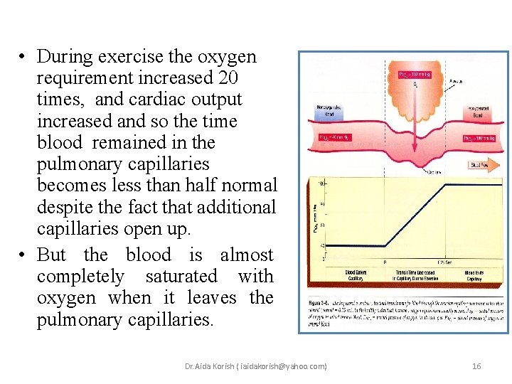 • During exercise the oxygen requirement increased 20 times, and cardiac output increased • During exercise the oxygen requirement increased 20 times, and cardiac output increased