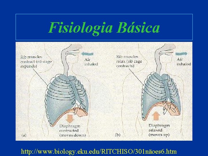 Fisiologia Básica http: //www. biology. eku. edu/RITCHISO/301 nãoes 6. htm 