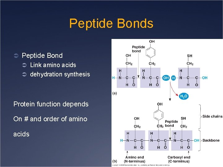 Peptide Bonds Ü Peptide Bond Ü Link amino acids Ü dehydration synthesis Protein function