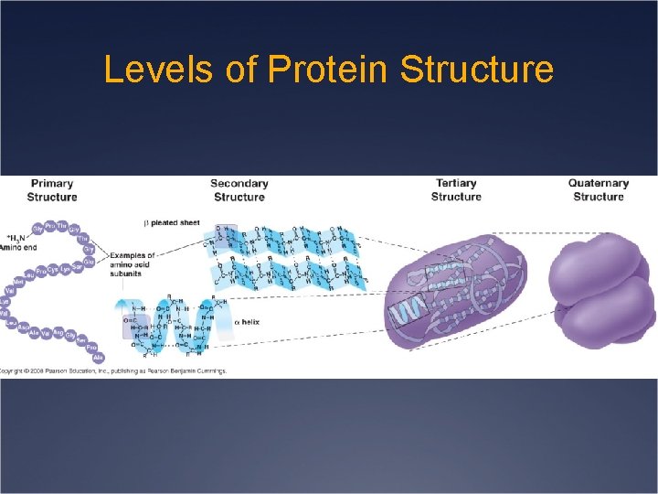 Levels of Protein Structure 