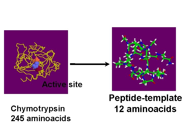 Active site Chymotrypsin 245 aminoacids Peptide-template 12 aminoacids Active site Chymotrypsin 245 aminoacids Peptide-template 12 aminoacids