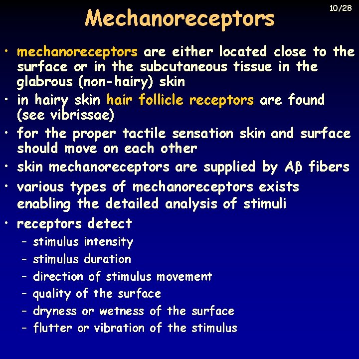 Mechanoreceptors 10/28 • mechanoreceptors are either located close to the surface or in the