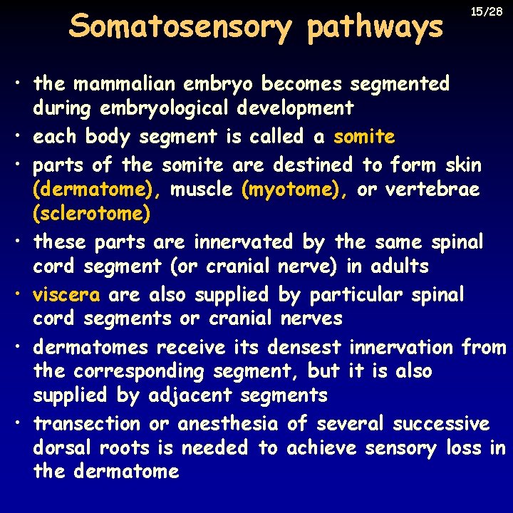 Somatosensory pathways 15/28 • the mammalian embryo becomes segmented during embryological development • each