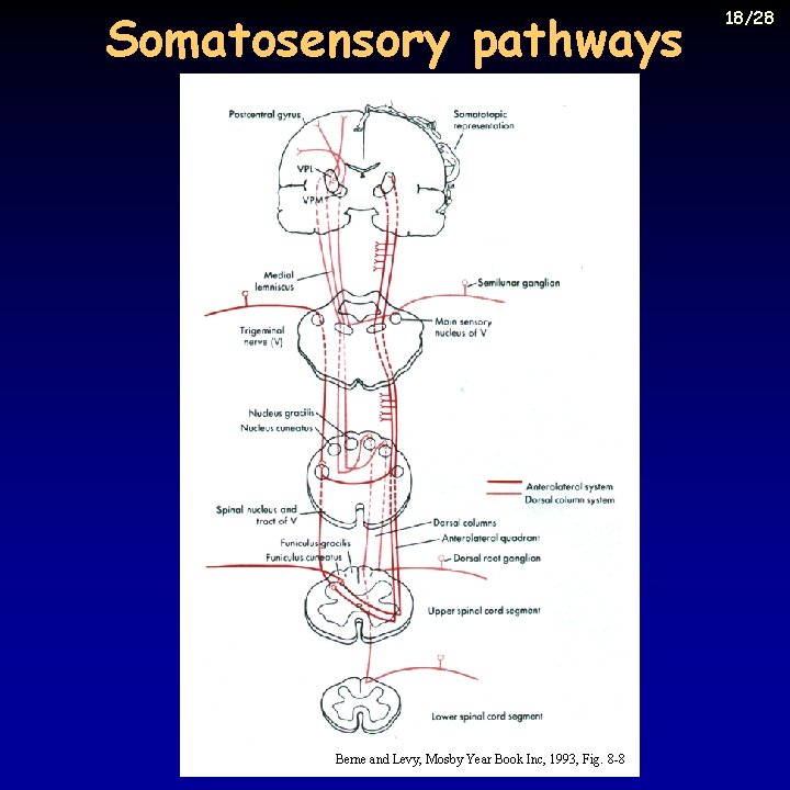 Somatosensory pathways Berne and Levy, Mosby Year Book Inc, 1993, Fig. 8 -8 18/28