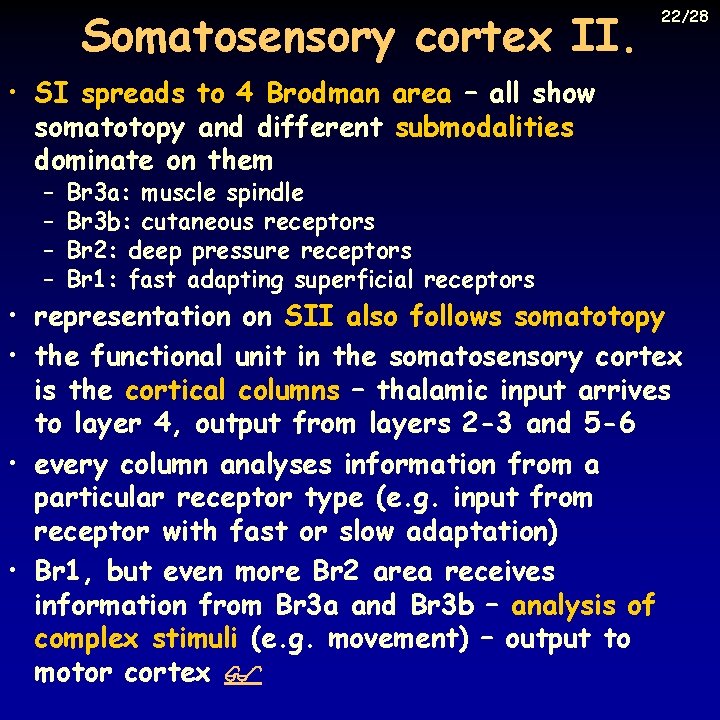 Somatosensory cortex II. 22/28 • SI spreads to 4 Brodman area – all show