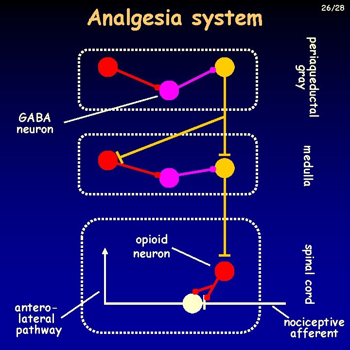 Analgesia system 26/28 periaqueductal gray GABA neuron medulla anterolateral pathway spinal cord opioid neuron