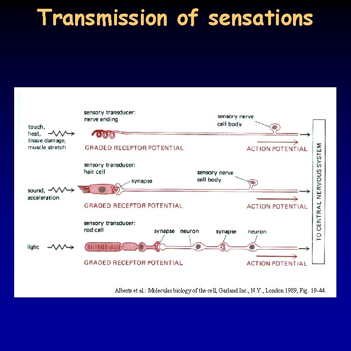 Transmission of sensations Alberts et al. : Molecular biology of the cell, Garland Inc.