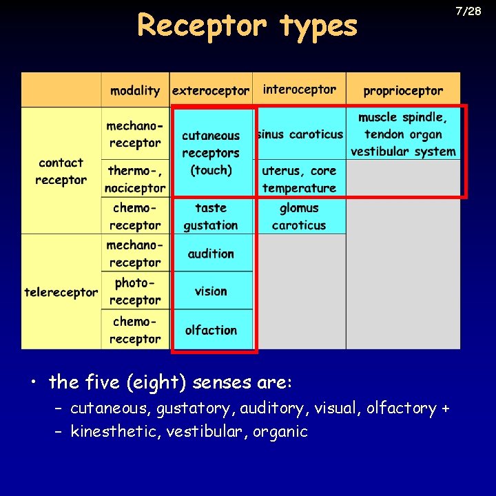 Receptor types • the five (eight) senses are: – cutaneous, gustatory, auditory, visual, olfactory