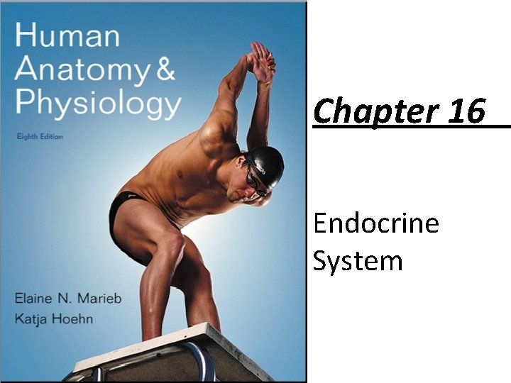 Chapter 16 Endocrine System 