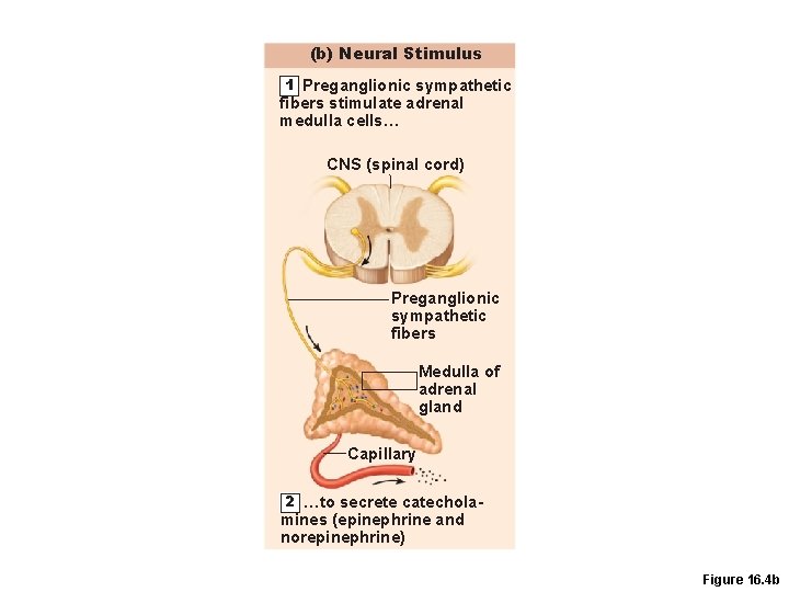 (b) Neural Stimulus 1 Preganglionic sympathetic fibers stimulate adrenal medulla cells… CNS (spinal cord)