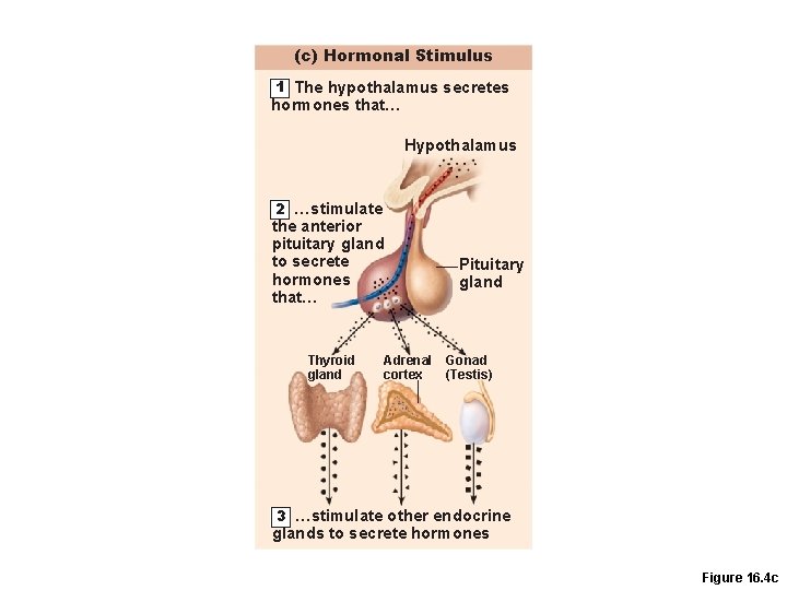 (c) Hormonal Stimulus 1 The hypothalamus secretes hormones that… Hypothalamus 2 …stimulate the anterior