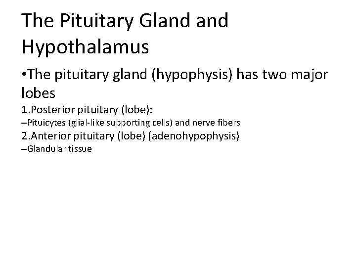 The Pituitary Gland Hypothalamus • The pituitary gland (hypophysis) has two major lobes 1.