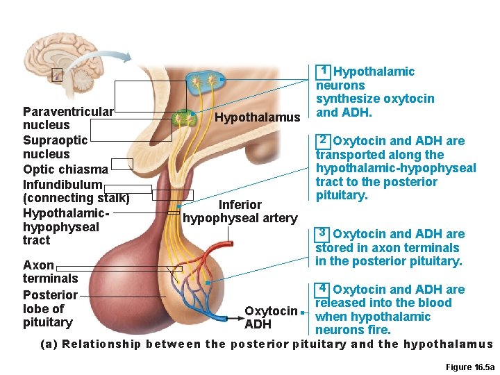 1 Hypothalamic Paraventricular nucleus Supraoptic nucleus Optic chiasma Infundibulum (connecting stalk) Hypothalamichypophyseal tract Axon