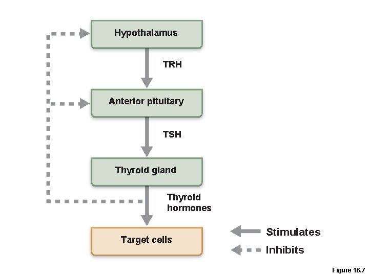 Hypothalamus TRH Anterior pituitary TSH Thyroid gland Thyroid hormones Target cells Stimulates Inhibits Figure