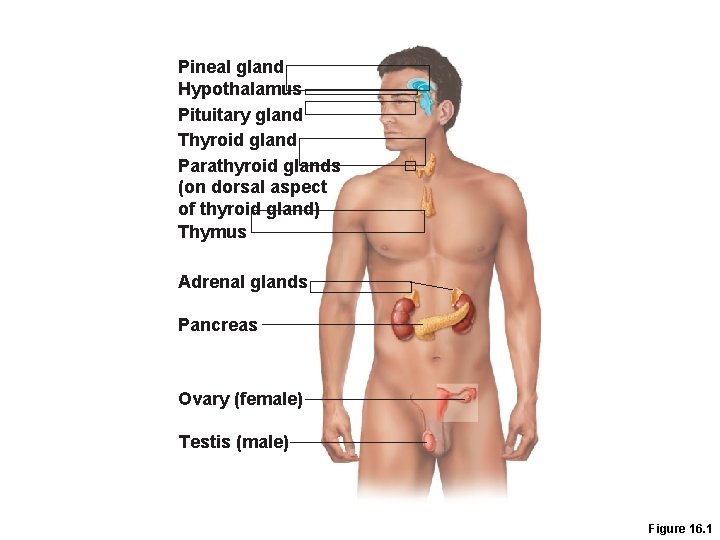 Pineal gland Hypothalamus Pituitary gland Thyroid gland Parathyroid glands (on dorsal aspect of thyroid