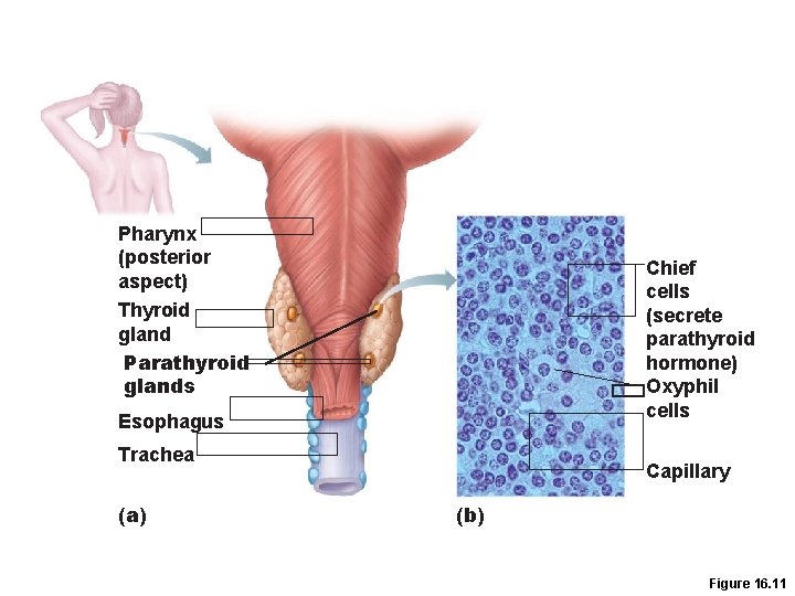 Pharynx (posterior aspect) Thyroid gland Parathyroid glands Chief cells (secrete parathyroid hormone) Oxyphil cells