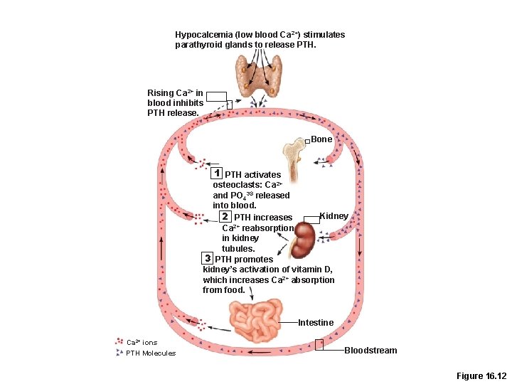 Hypocalcemia (low blood Ca 2+) stimulates parathyroid glands to release PTH. Rising Ca 2+