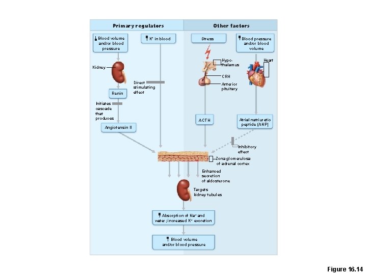 Primary regulators Blood volume and/or blood pressure K+ in blood Other factors Stress Blood