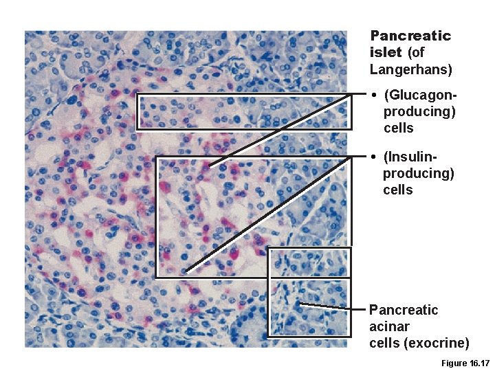 Pancreatic islet (of Langerhans) • (Glucagonproducing) cells • (Insulinproducing) cells Pancreatic acinar cells (exocrine)