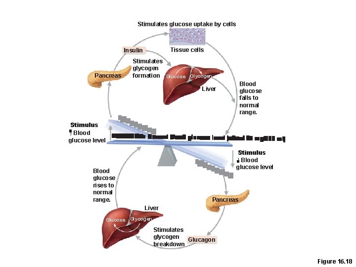 Stimulates glucose uptake by cells Tissue cells Insulin Pancreas Stimulates glycogen formation Glucose Glycogen