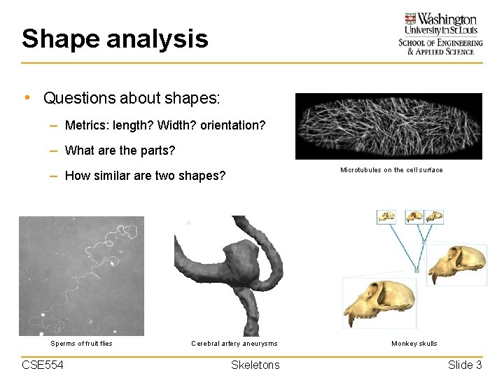 Shape analysis • Questions about shapes: – Metrics: length? Width? orientation? – What are