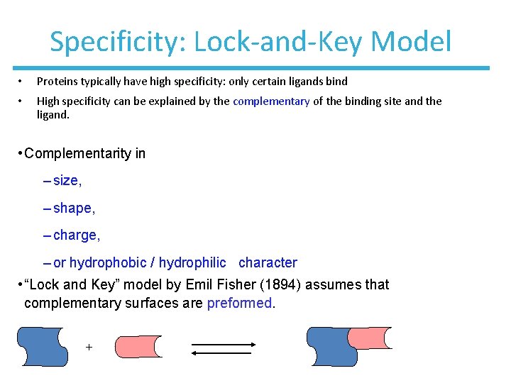 Specificity: Lock-and-Key Model • Proteins typically have high specificity: only certain ligands bind •