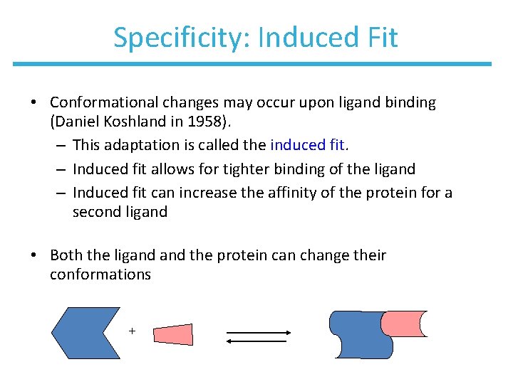Specificity: Induced Fit • Conformational changes may occur upon ligand binding (Daniel Koshland in