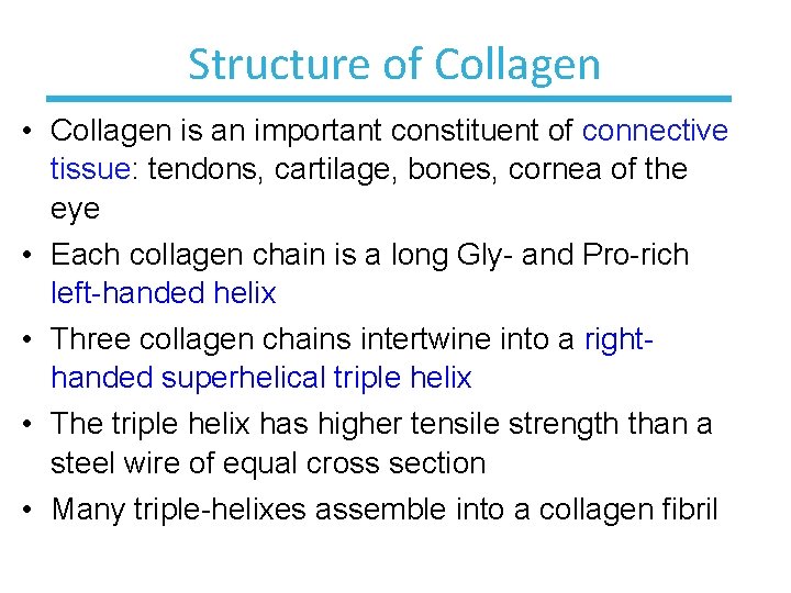 Structure of Collagen • Collagen is an important constituent of connective tissue: tendons, cartilage,