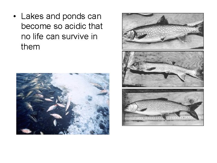  • Lakes and ponds can become so acidic that no life can survive