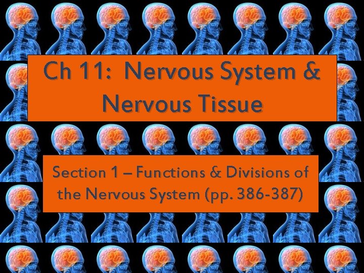 Ch 11: Nervous System & Nervous Tissue Section 1 – Functions & Divisions of