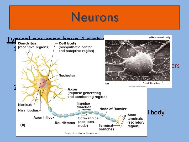 Neurons Typical neurons have 4 distinct regions: 1) Dendrites - Receive & respond to