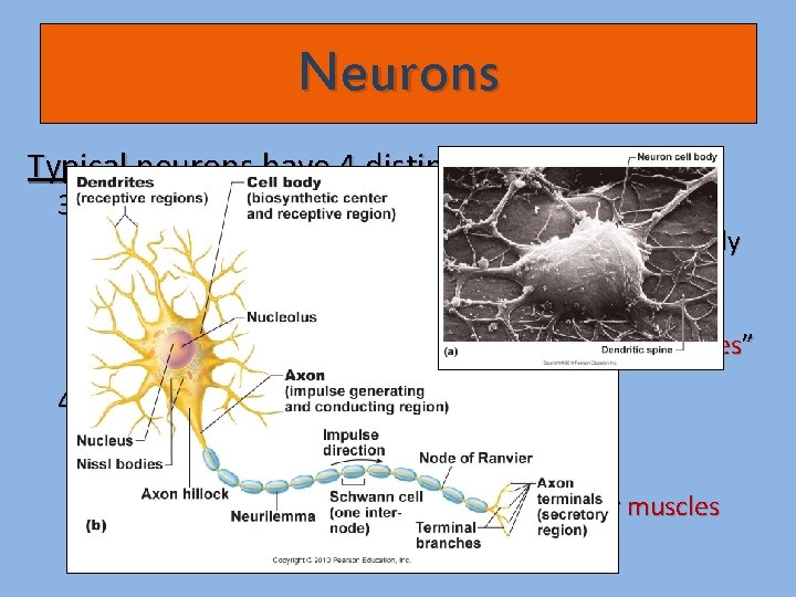 Neurons Typical neurons have 4 distinct regions: 3) Axon - Long, thin fiber…makes neurons