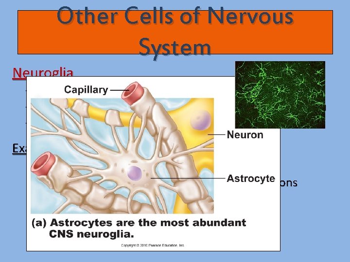 Other Cells of Nervous System Neuroglia - Literally means “nerve glue” - Cells that