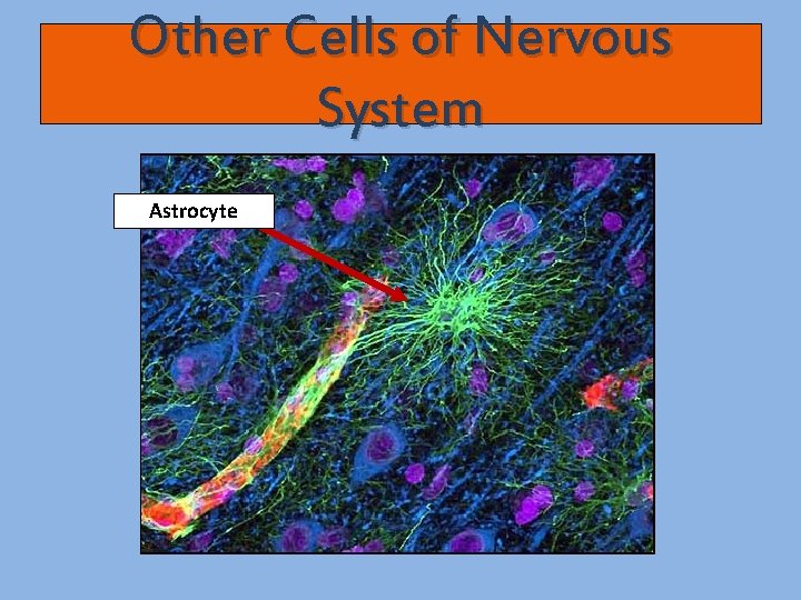 Other Cells of Nervous System Astrocyte 