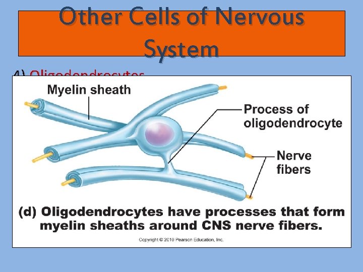 Other Cells of Nervous System 4) Oligodendrocytes - Produce myelin sheath around nerve fibers