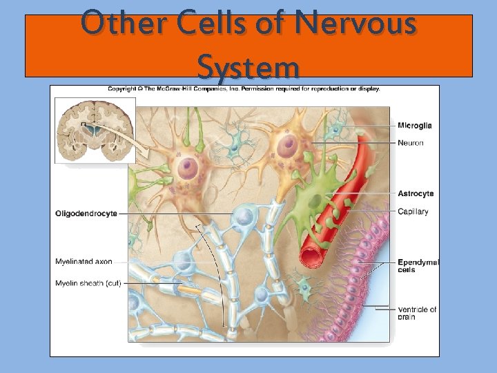 Other Cells of Nervous System 