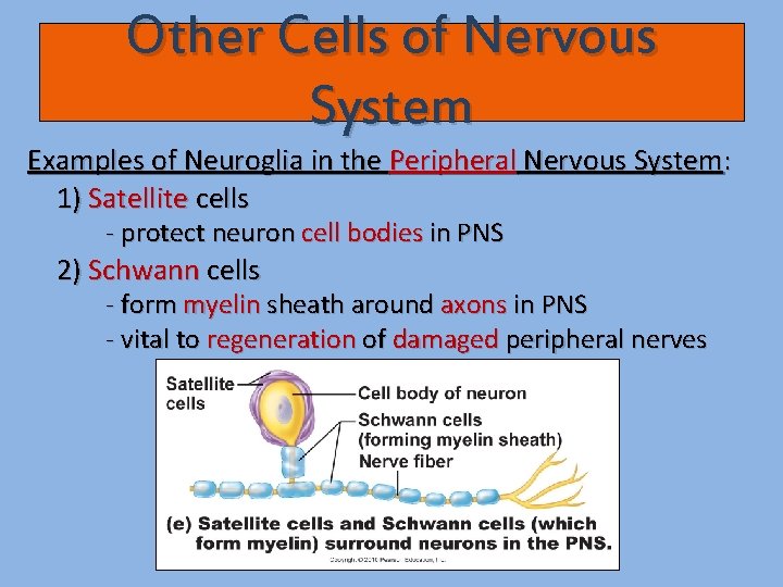 Other Cells of Nervous System Examples of Neuroglia in the Peripheral Nervous System: 1)