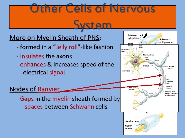 Other Cells of Nervous System More on Myelin Sheath of PNS: - formed in