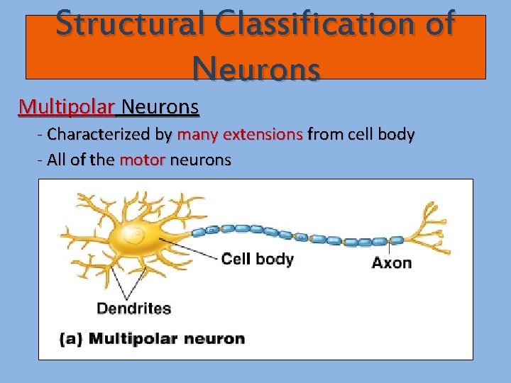 Structural Classification of Neurons Multipolar Neurons - Characterized by many extensions from cell body