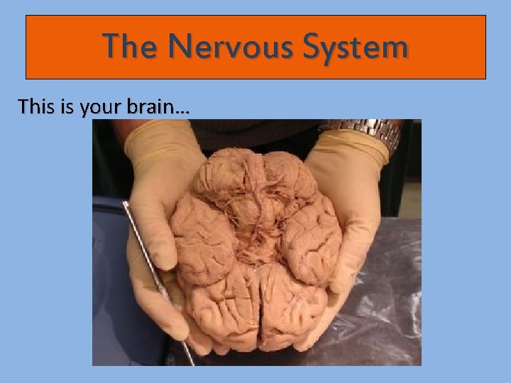 The Nervous System This is your brain… 