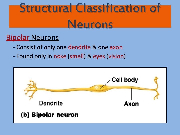 Structural Classification of Neurons Bipolar Neurons - Consist of only one dendrite & one