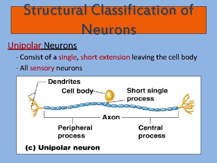 Structural Classification of Neurons Unipolar Neurons - Consist of a single, short extension leaving
