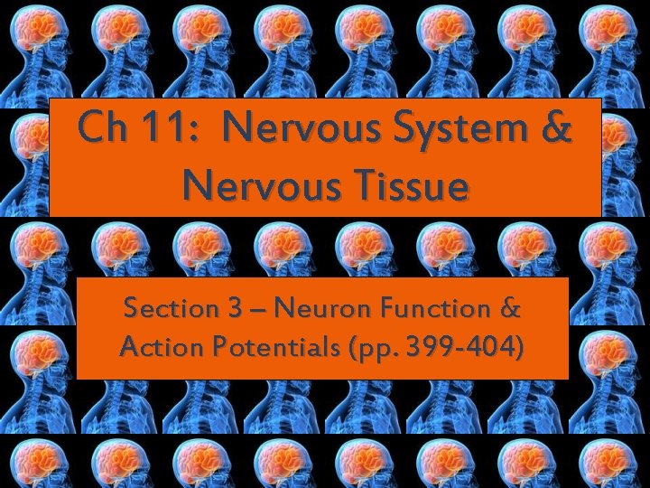 Ch 11: Nervous System & Nervous Tissue Section 3 – Neuron Function & Action